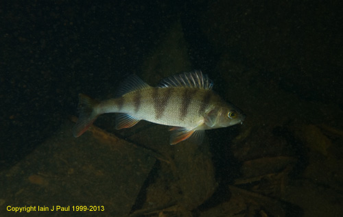 Perch swimming