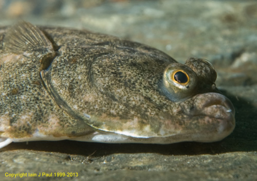 Plaice face