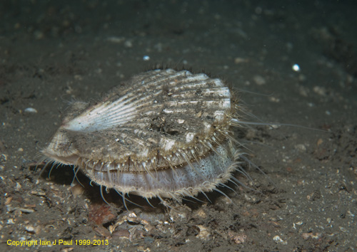 Scallop - great scallop