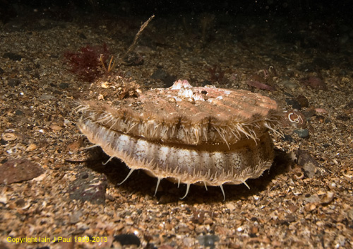 Scallop - great