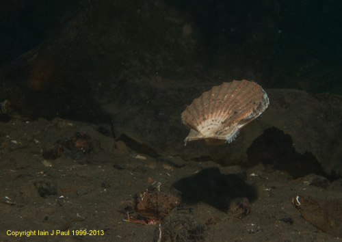 Scallop - queenie swimming