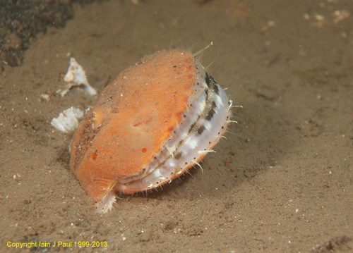 Scallop - queenie