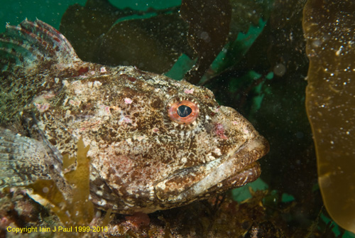 Sea scorpion short spine (Bullrout)2