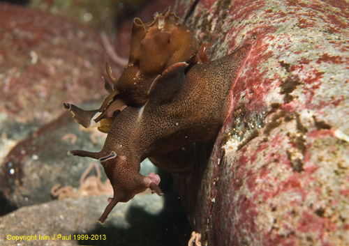 Seahares mating 2