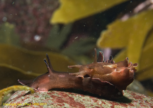 Seahares mating