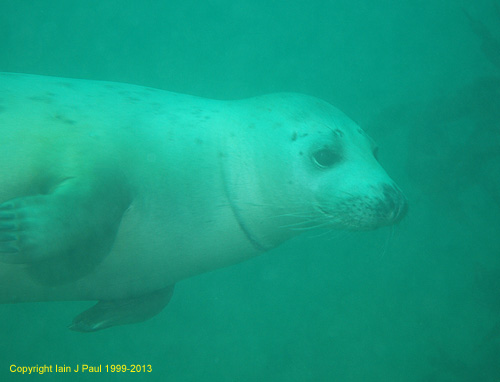 Seal pup