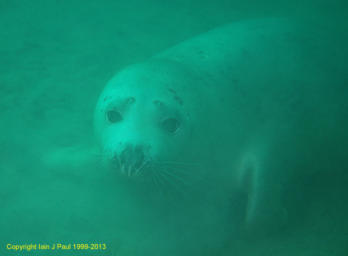 Seal pup2