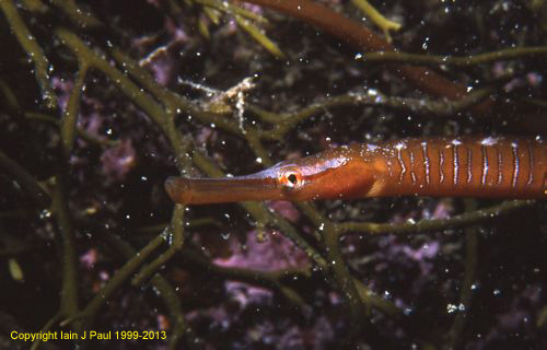 Snake pipefish