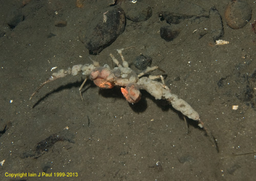 Spider Crab camouflaged