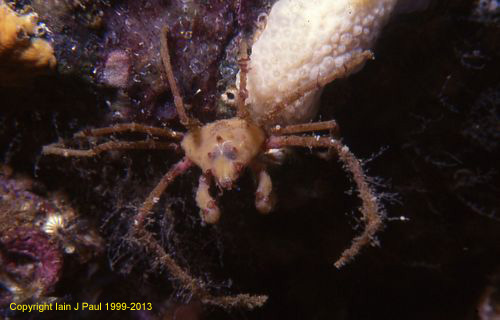 Spider Crab