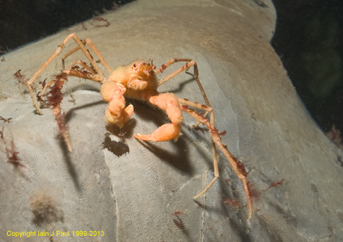 Spider crab decorator