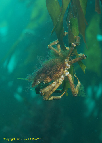 Spider crab fishing