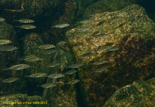 Stickleback 3 spine shoal