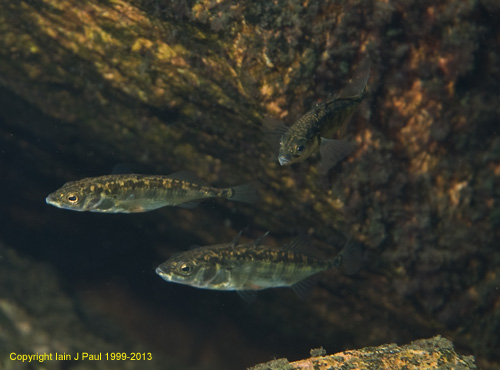 Stickleback 3 spine