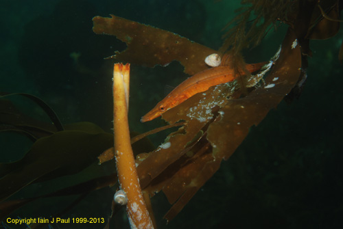 Stickleback in kelp