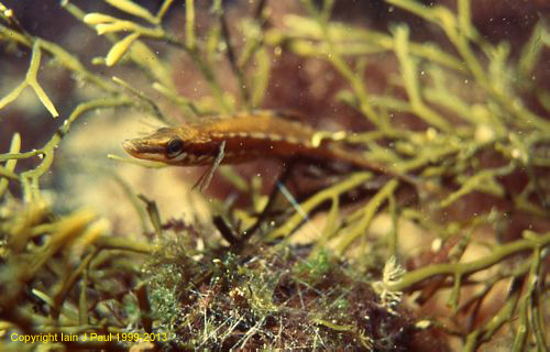 Stickleback nestbuilding