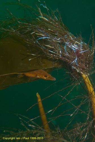 Stickleback with nest