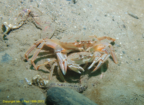 Swim crab pair