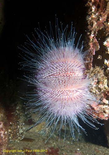 Urchin