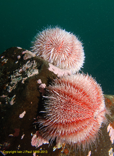 Urchins