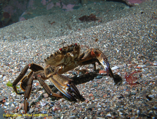 Velvet crab