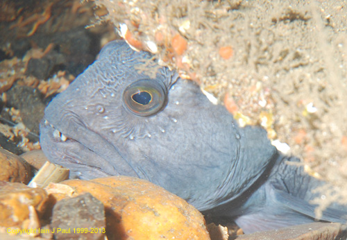 Wolf fish in wreck