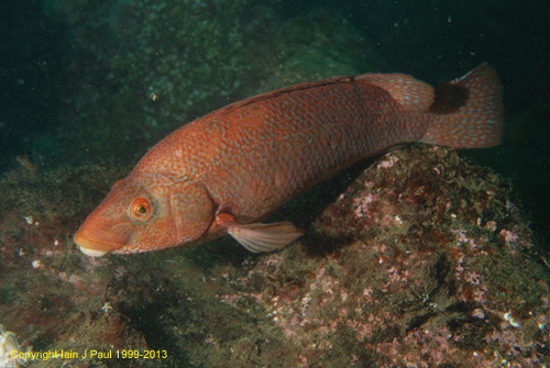 Wrasse ballan