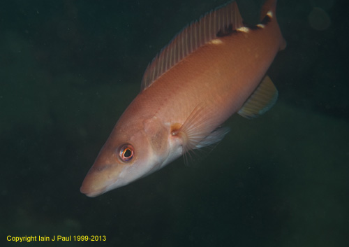 Wrasse cuckoo female 2