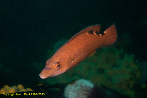 Wrasse cuckoo female