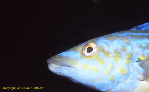 Wrasse cuckoo male 2