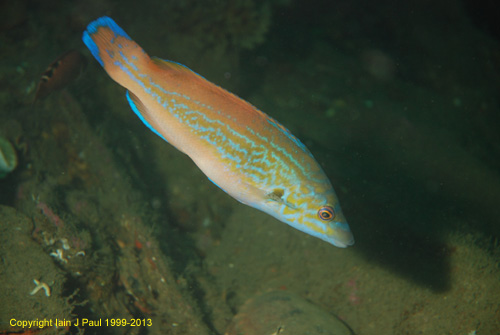 Wrasse cuckoo male