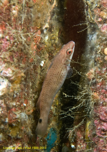 Wrasse goldsinny