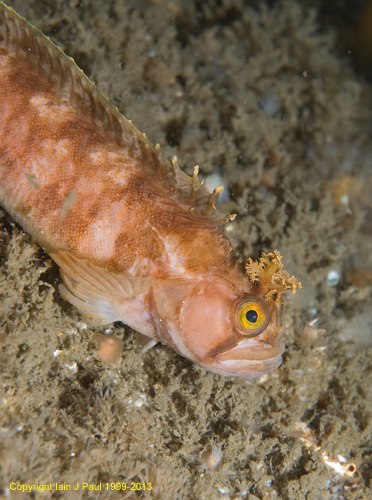 Yarrels blenny