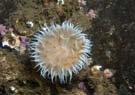 Anemone Sagartia