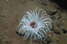 Anemone fireworks