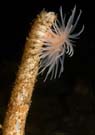 Anemone sea loch on worm tube