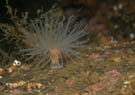 Anemone sea loch