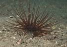 Anemone tube - brown