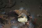 Common whelk laying eggs