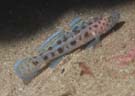 Goby - Leopard spotted