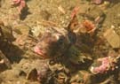 Gurnard 1