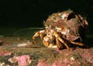 Hermit - goby face off