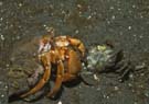 Hermit crab feeding