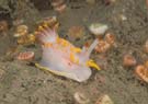 Nudibranch Elegant Seaslug Okenia elegans