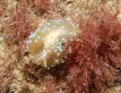 Nudibranch anolus