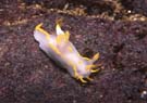 Nudibranch polycera