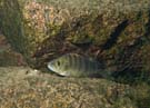 Perch on rock