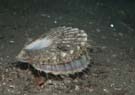 Scallop - great scallop