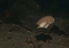 Scallop - queenie swimming