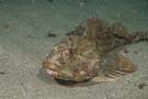 Sea scorpion short spine (Bullrout)